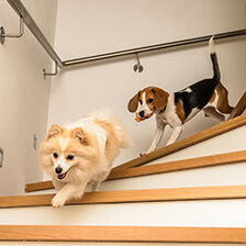 two dogs running down stairs